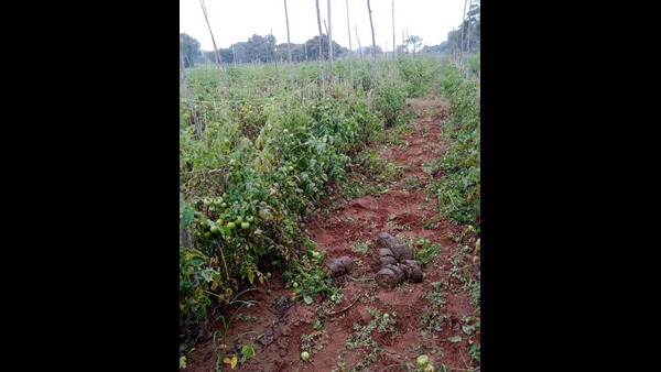 Elephants Destroyed One And Half Acre Tomato Crops