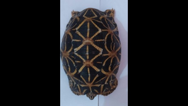Star Tortoise Try To Sale In Kodagu: Four Accused Arrested