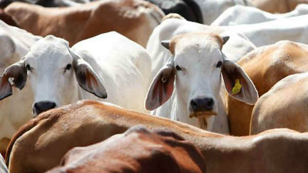Cow slaughter ban ordinance is being sent to the governor on December 30