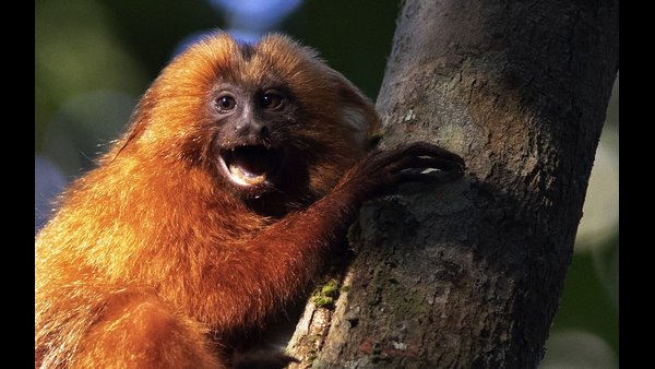 ಬಾಯಿಗೆ ಬಂದಂತೆ ಮಾತು..!