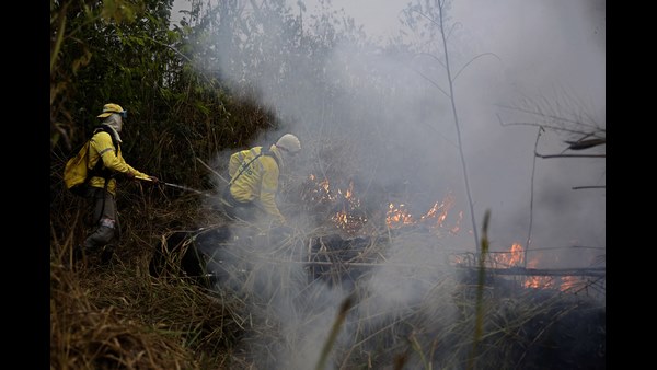 ನೂರಾರು ಕೋಟಿ ಎಕರೆ ಅರಣ್ಯ..!