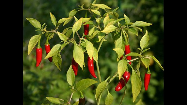 ರೈತನನ್ನು ಅಭಿನಂದಿಸಿದ ಕೃಷಿ ಸಚಿವರು