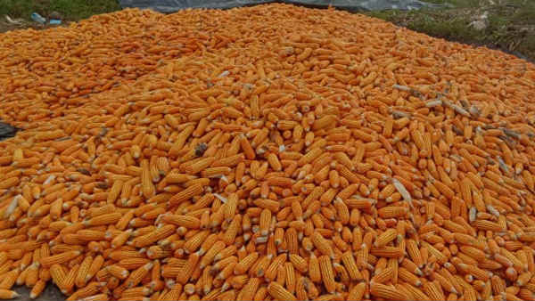 ಹೆಚ್ಚಿನ ಆದಾಯ ಸೇರಿ ಹಲವು ಪ್ರಯೋಜನ