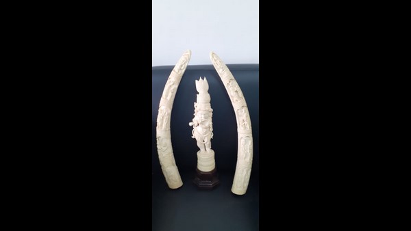 Forest Department Seized Elephant Ivory