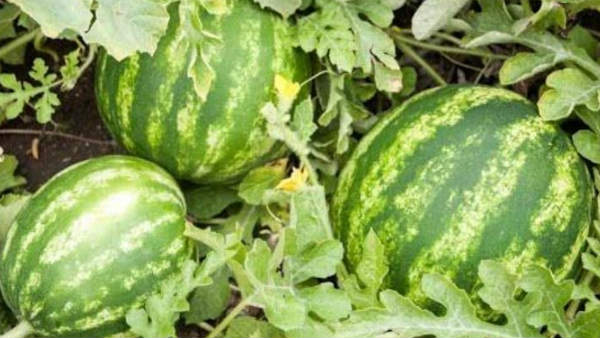 ಬೇಸಿಗೆಯಲ್ಲಿ ಹಣ್ಣು ಪಡೆಯಿರಿ