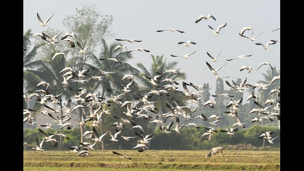 ಹಿನ್ನೀರಿನುದ್ದಕ್ಕೂ ಬೀಡು ಬಿಟ್ಟ ಹೆಬ್ಬಾತುಗಳು