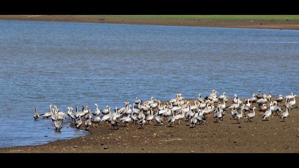 ಚೀರಾಟ, ಹಾರಾಟ ಮನಮೋಹಕ