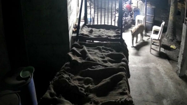  Chikkamagaluru: Leopard Appeared In Ajjampura Taluk