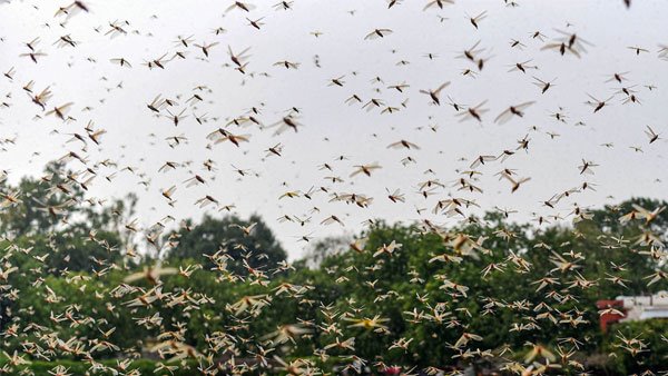  ಮರುಭೂಮಿ ಮಿಡತೆಗಳ ಹಾವಳಿ