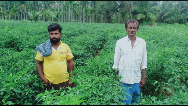  ಲಾಭ ತರದ ಭತ್ತ-ಕಬ್ಬು ಬೆಳೆ