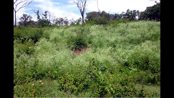 ಅರಣ್ಯದಲ್ಲಿ ಸಮಸ್ಯೆ ತಂದೊಡ್ಡಿರುವ ಲಂಟನಾ