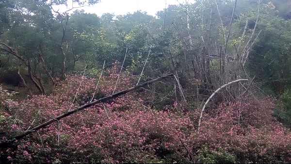 ಇಡೀ ಅರಣ್ಯವನ್ನು ವ್ಯಾಪಿಸಿದೆ