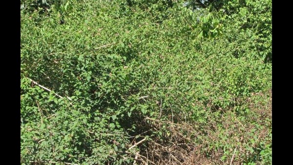 ಹೆಚ್ಚಿನ ಪ್ರಮಾಣದಲ್ಲಿ ಕಾರ್ಮಿಕರು ಬೇಕು