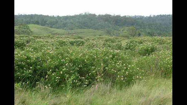 ವೈಜ್ಞಾನಿಕವಾಗಿ ಲಂಟನಾ ತೆರವಿಗೆ ಚಿಂತನೆ ಅಗತ್ಯ