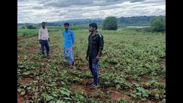 15 ಎಕರೆಯಲ್ಲಿ ಸೌತೆಕಾಯಿ ಬೆಳೆದ ರೈತರು