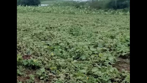 ಸೌತೆಕಾಯಿ ಖರೀದಿಸಲು ಬಾರದ ಕಂಪನಿ
