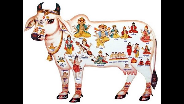 ಗೋವಿನಲ್ಲಿ ಮುಕ್ಕೋಟಿ ದೇವರನ್ನು ಕಾಣುವ ಜನ 