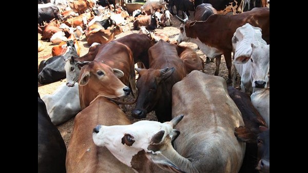 ತಾಕತ್ತಿದ್ದರೆ ರಫ್ತು ನಿಷೇಧಿಸಿ ತಾಕತ್ತಿದ್ದರೆ ರಫ್ತು ನಿಷೇಧಿಸಿ