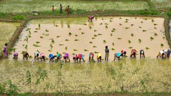 ಕೃಷಿಯಲ್ಲಿ ಖಾಸಗಿ ವಲಯದ ಹೂಡಿಕೆಯು ಸಾಕಷ್ಟಿಲ್ಲ 