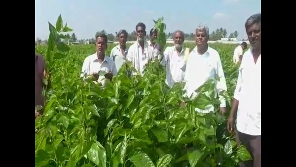 GP Election Hatred: Miscreants Destroyed Mulberry Shrub Crop In Kolar