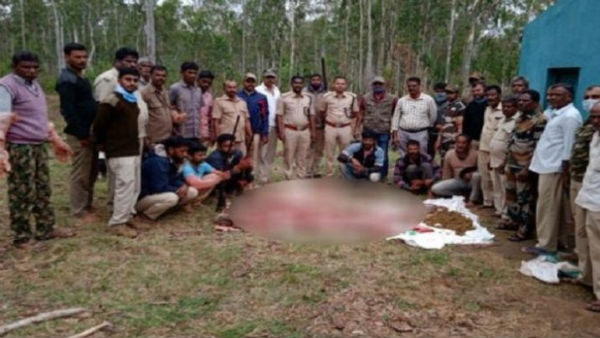  Chamarajanagar: Deer Hunting In Bandipur Forest: Arrest Of Six People