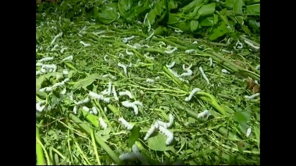 GP Election Hatred: Miscreants Destroyed Mulberry Shrub Crop In Kolar