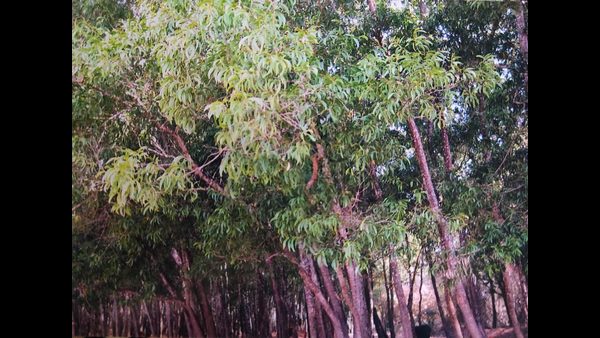 ಅಣಕಿಸುತ್ತಿವೆ ಅರಣ್ಯ ಇಲಾಖೆ ಘೋಷಣೆಗಳು