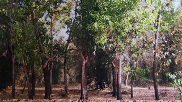 ಅಕೇಶಿಯಾ ಎಂಬ ಮಲೆನಾಡಿನ ಕಂಟಕ