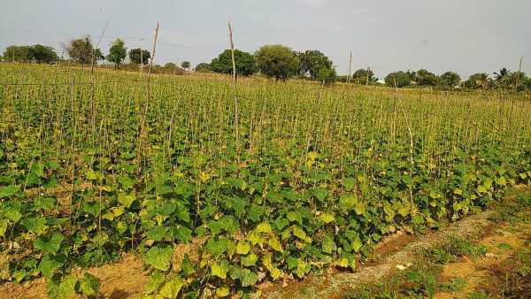ಹೊಲದಲ್ಲಿ ಕೆಲಸ ಮಾಡುವ ಬಾಲಣ್ಣ