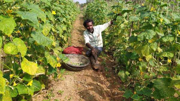 ಕೃಷಿ ಚಟುವಟಿಕೆಗೆ ಮುಂದಾದರು