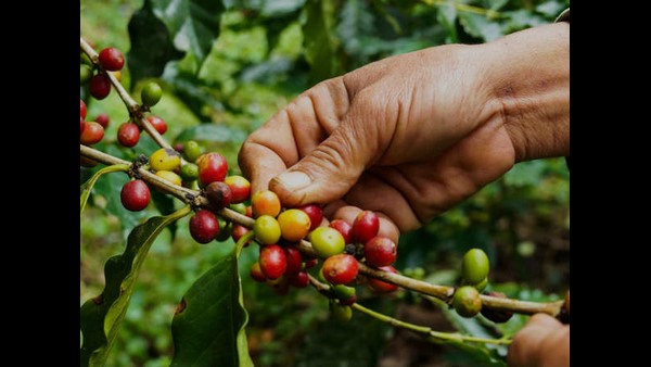 ಒಟ್ಟು 10,784 ಉದ್ಯಮಗಳನ್ನು ತಲುಪುವ ಗುರಿ ಒಟ್ಟು 10,784 ಉದ್ಯಮಗಳನ್ನು ತಲುಪುವ ಗುರಿ