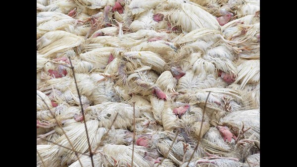  ಎಲ್ಲೆಲ್ಲಿ ಪ್ರಕರಣಗಳು ಕಂಡುಬಂದಿವೆ?