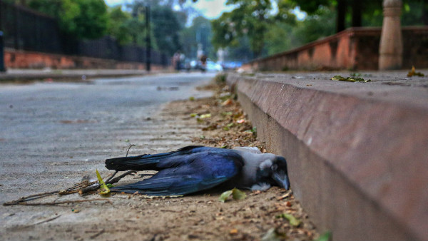  ಜನವರಿ ಮೊದಲ ವಾರದಲ್ಲಿ ಕಂಡುಬಂದ ಪ್ರಕರಣ