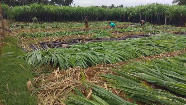 ಸಂಖ್ಯೆ ಕಡಿಮೆಯಾಗಿದೆ