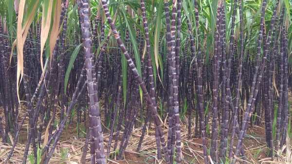 2 ಲಕ್ಷ ಖರ್ಚು ಆಗುತ್ತದೆ 