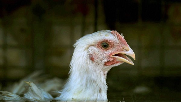 ಮಾಂಸವನ್ನು ತೆರೆದಿಡದಂತೆ ಸೂಚನೆ ಮಾಂಸವನ್ನು ತೆರೆದಿಡದಂತೆ ಸೂಚನೆ