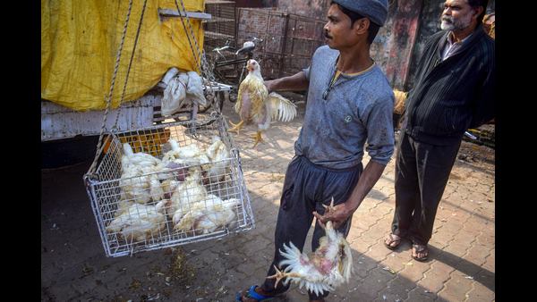  ಹಕ್ಕಿ ಜ್ವರ ತಗ್ಗುವವರೆಗೂ ನಿಯಮ ಪಾಲಿಸಲು ಮನವಿ