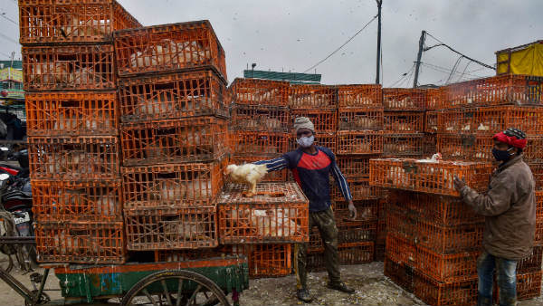  ಹಕ್ಕಿ ಜ್ವರದಿಂದ ಆರ್ಥಿಕ ಹೊಡೆತ