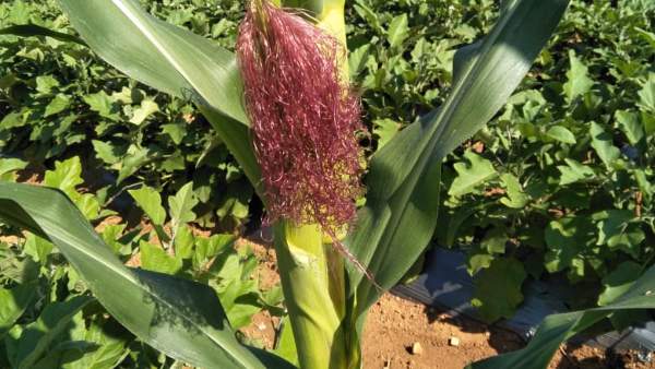 ಕೃಷಿ ಕ್ಷೇತ್ರದಲ್ಲಿ ನೆಮ್ಮದಿ ಇದೆ 