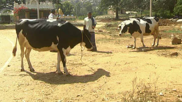 ದನ ಕರುಗಳ ಸಾವು