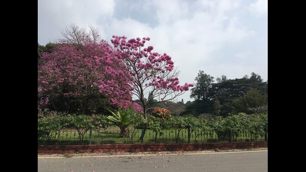 ಕಾಮಗಾರಿಯ ವಿವಿರ 