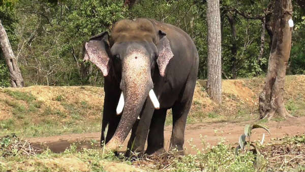 ದಶಕಗಳ ಕಾಲ ಅಂಬಾರಿ ಹೊತ್ತ ಅರ್ಜುನ
