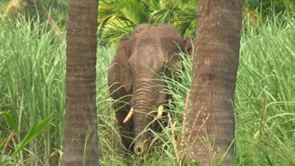 ಕಾಡಾನೆಗಳ ಹಾವಳಿ