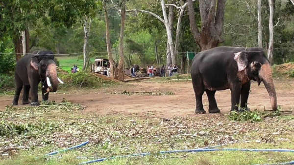 ಹುಟ್ಟಲಿರುವ ಮರಿ ಗಂಡೋ? ಹೆಣ್ಣೋ?