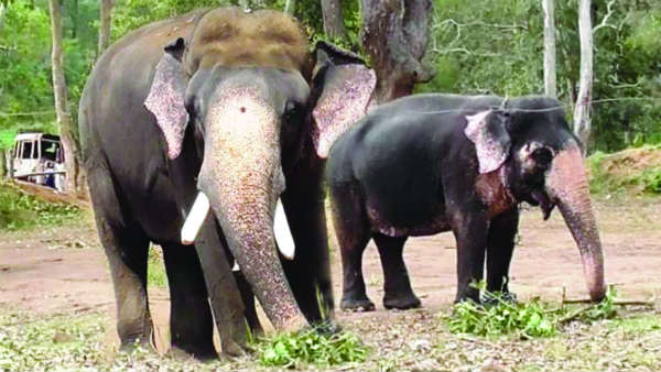 ಅರ್ಜುನನ ಉತ್ತರಾಧಿಕಾರಿ