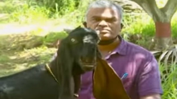 ಜಮುನಾಪುರಿ ಮೇಕೆಗಳ ಸಾಕಣೆ