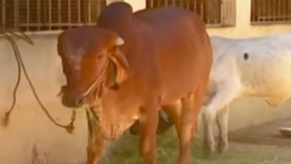 9 ಲಕ್ಷದ ತನಕ ಬೆಲೆ ಇದೆ