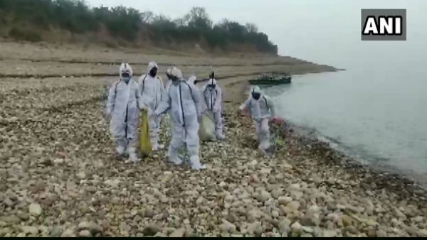 Over 1700 Migratory Birds Found Dead At Pong Dam Sanctuary In Himachal Pradesh Over 1700 Migratory Birds Found Dead At Pong Dam Sanctuary In Himachal Pradesh