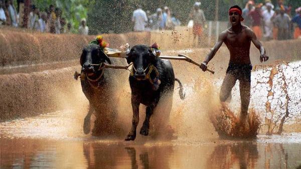 Mangaluru: Hokkadigoli Veera Vikrama Jodu Kare Kambala 2021 On Jan 30