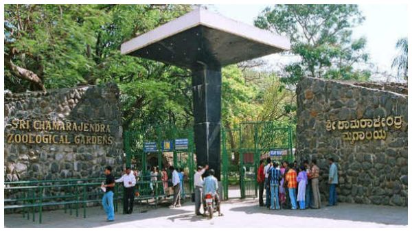 Mysuru: Zoo Animals Have No Food Problems By The Cow Slaughter Ban Bill: Ajit Kulakrni Mysuru: Zoo Animals Have No Food Problems By The Cow Slaughter Ban Bill: Ajit Kulakrni